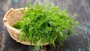 Dill Küchenkräuter